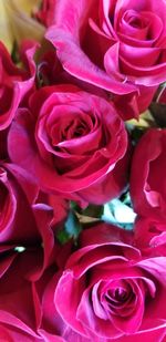 Close-up of pink rose flower