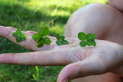 Close-up of hand holding plant