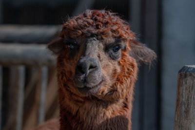 Close-up portrait of a horse