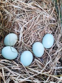 Portrait of free-range chicken eggs behind my house