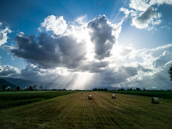 Scenic view of agricultural field against sky