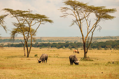 An antelope and buffaloes grazing in the wild at soysambu conservancy in naivasha, kenya