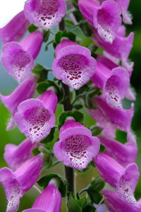 Close-up of pink flowers