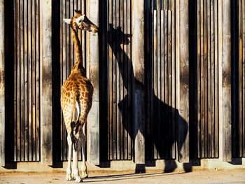 Girafe fat shadow in park