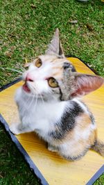 High angle view of cat lying on grass