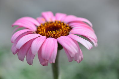 Close-up of pink flower