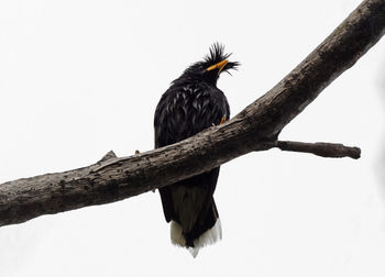 Low angle view of bird perching on tree against sky