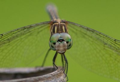 Close-up of dragonfly on green leaf