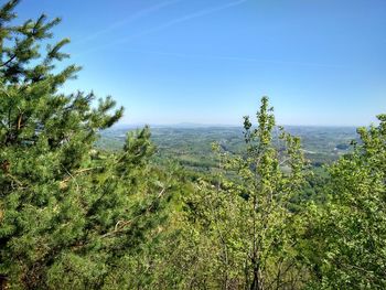 Scenic view of forest against clear blue sky