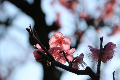 Close-up of flowers against blurred background