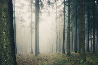 Pine trees in forest