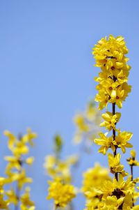 Low angle view of yellow flowers blooming against sky