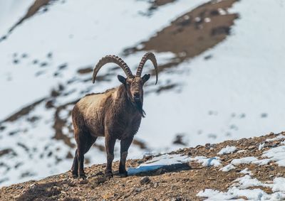 Ibex on snow covered land
