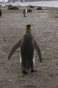 View of bird on beach