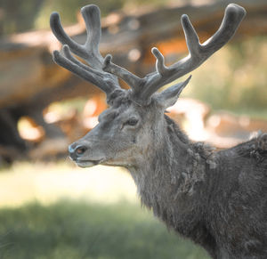 Close-up of deer