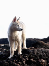 Close-up of sheep standing on rock against clear sky