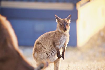 Portrait of kangaroo standing 