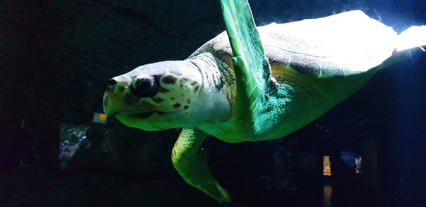 Close-up of fish swimming in sea