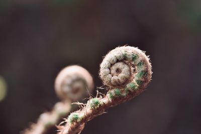 Close-up of fern