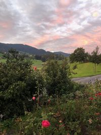 Scenic view of flowering plants and trees on field against sky