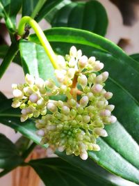 Close-up of flowers