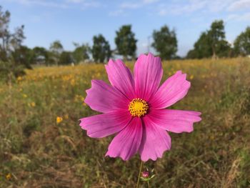 Close-up of pink cosmos flower on field