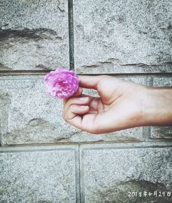 Midsection of person holding pink flower against wall