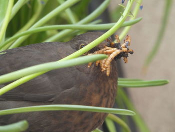 Close-up of lizard eating plant