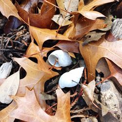 Close-up of dry leaves on ground