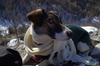 Close-up of dog during winter