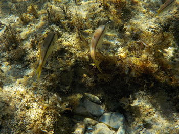 Fish swimming in sea