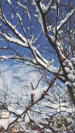 Low angle view of apple blossoms in spring