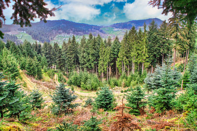 Scenic view of pine trees in forest against sky