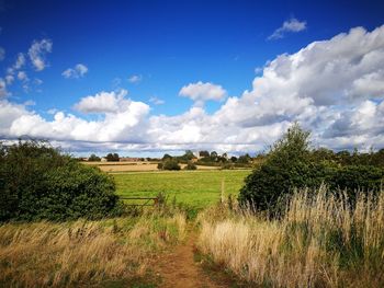 Scenic view of agricultural field against sky