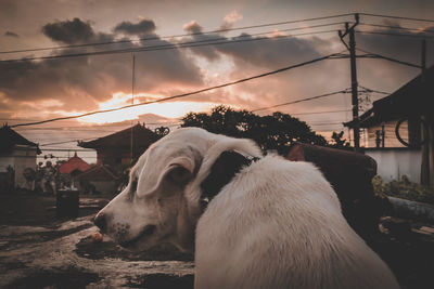 View of a dog looking at sunset