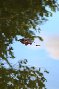 Alligator in water