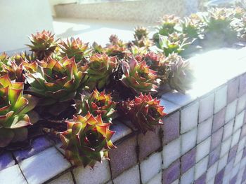 Potted plant on wall