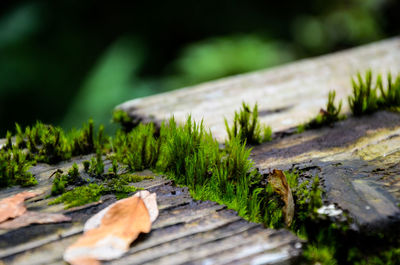 Close-up of moss on tree stump