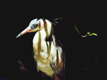 Close-up of a bird