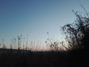 Silhouette plants by sea against clear sky during sunset