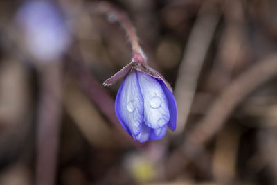 Close-up of purple flower
