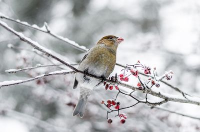 Low angle view of bird perching on tree