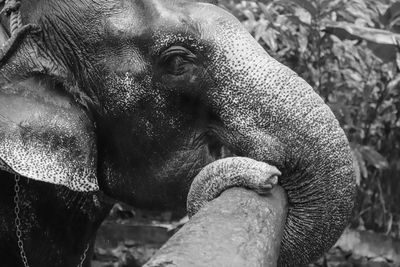 Close-up of elephant