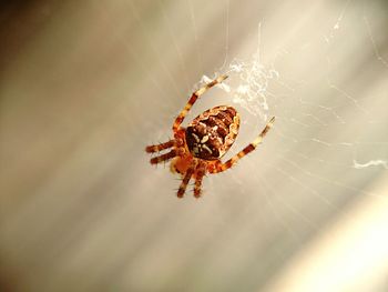 Close-up of spider on web