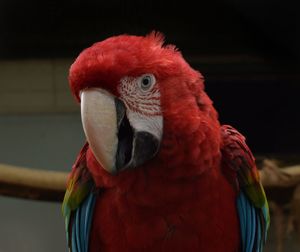 Close-up of parrot