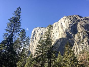 Low angle view of trees against clear sky