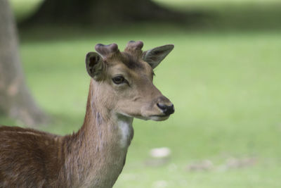 Close-up portrait of deer on field