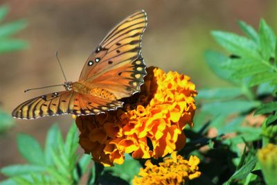 Close-up of butterfly pollinating on orange flower