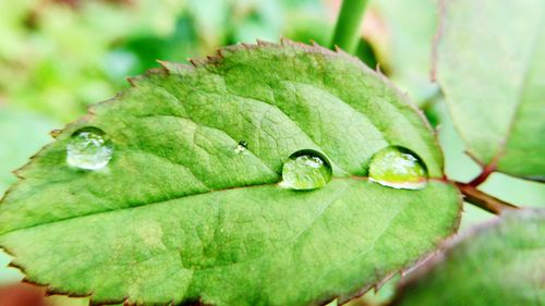 Close-up of green leaf on plant