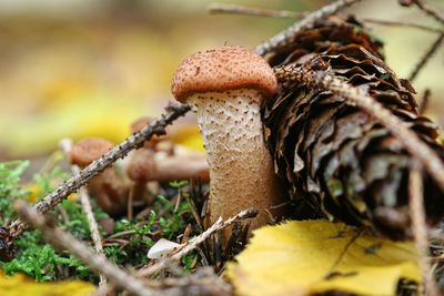 Close-up of mushroom growing on tree